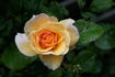Beate Anita rose photo