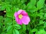 Wildberry Breeze rose photo