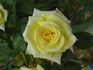 Charter 700 rose photo