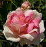Souvenir de Madame Ladvocat rose photo