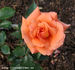 Kristina av Tunsberg rose photo