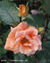 Kristina av Tunsberg rose photo