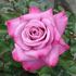 Simply Marvelous! ™ rose photo