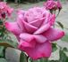 Simply Marvelous! ™ rose photo
