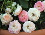 Happy Memories rose photo