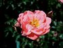 Janice rose photo