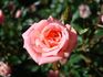 Janice rose photo
