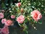 Janice rose photo
