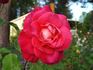Alabama rose photo