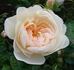England's Rose rose photo
