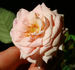 C32P003J07 rose photo