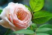 C32P003J07 rose photo