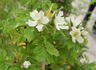 Adiantifolia rose photo