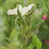 Adiantifolia rose photo