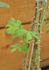 Adiantifolia rose photo