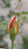 Terre rose photo