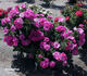 Dancing Pink rose photo