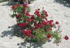 Lichterloh rose photo