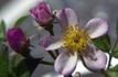 Hi rose photo