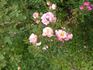 Tom Delahanty rose photo