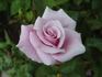 Mom's Rose rose photo