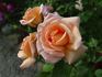It's Showtime rose photo