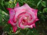 Standing Ovation ™ rose photo
