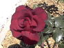 Bles Bridges rose photo