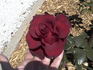 Bles Bridges rose photo