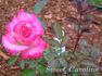 Sweet Caroline rose photo