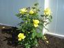 Anthony Meilland rose photo