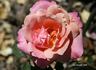 Lal rose photo