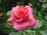 Sweet Gesture rose photo