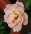 Coral Dawn x Golden Celebration rose photo