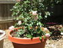 Kitty's Rose rose photo