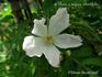 <i>Rosa</i> x <i>rugosa</i> 'Adiantifolia' rose photo