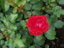Esprit rose photo