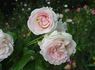 Cajun Moon rose photo