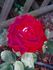 Adagio rose photo