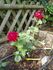 Adagio rose photo