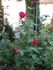 Komet rose photo