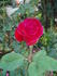 Komet rose photo