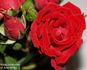 Intervilles rose photo