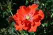Orangeade ® rose photo