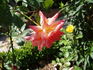 Hermann Berger rose photo