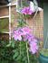 Veronica's Garden garden photo