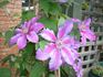 Veronica's Garden garden photo