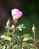 Margaret rose photo
