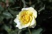 Shining Hour ™ rose photo