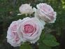 Kindness rose photo